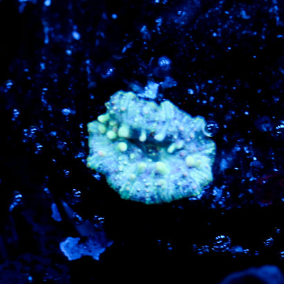 JC Baby Neptune Bounce Mushroom