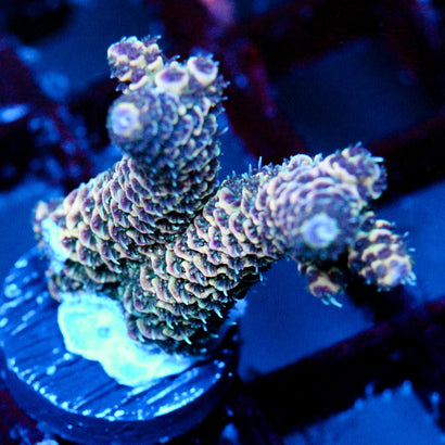 JC Orange Ore
