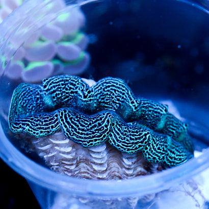 Ultra Crocea Clam