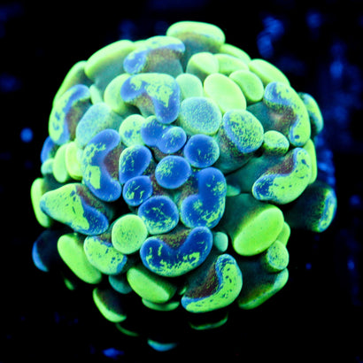 JC Ultra Splatter Hammer