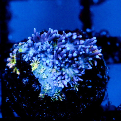 JC Blueberry Lemonade