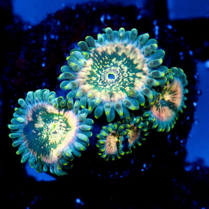 JC Hawaiian Ding Dang Zoanthid