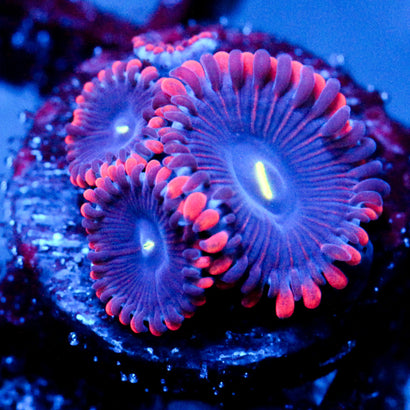 JC Purple People Eater Zoanthid