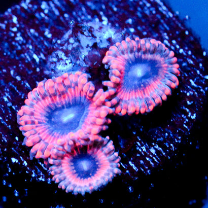 JC Typhloshion Zoanthid