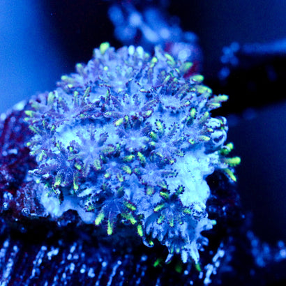 JC Sympodium
