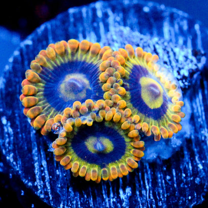 JC Rainbow Yoda Zoanthids