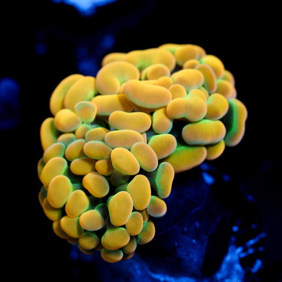 JC Rainbow Gold Hammer