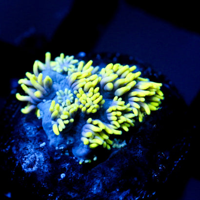 JC Alien Abduction Goni