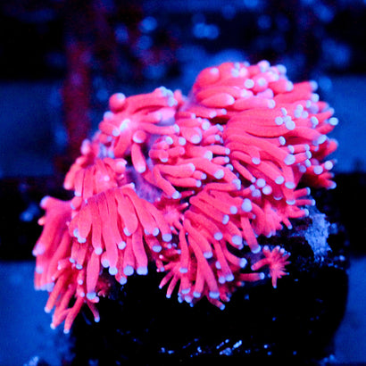 JC Red Dragon Goni