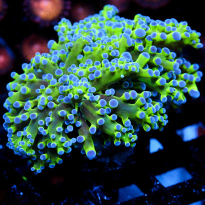JC Hulk Octospawn