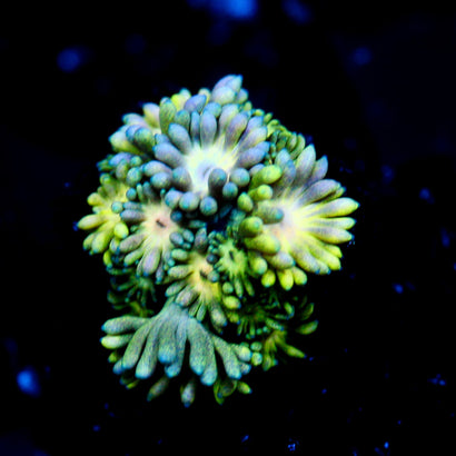 JC Green Petals Goni
