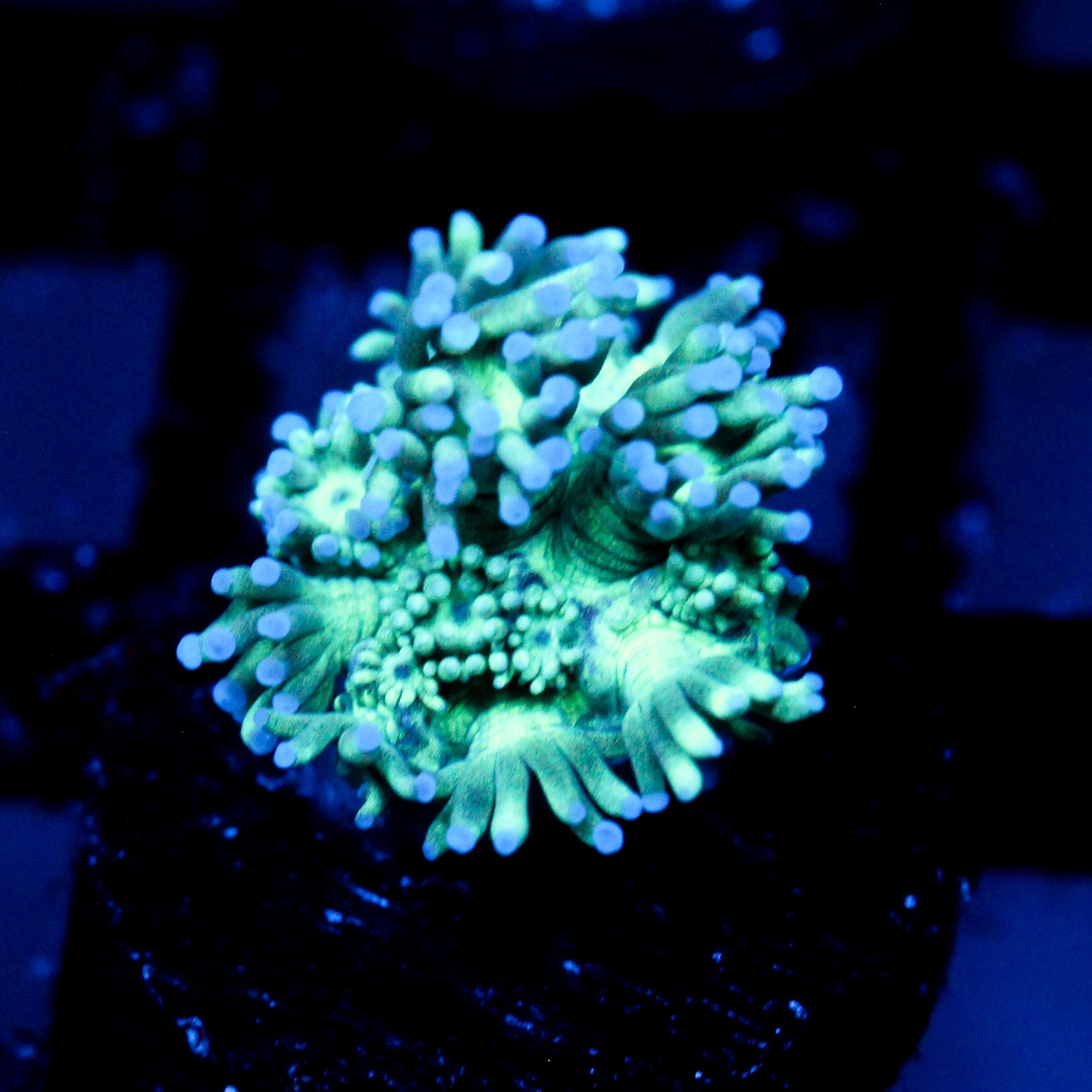 JC Tortoise Goni
