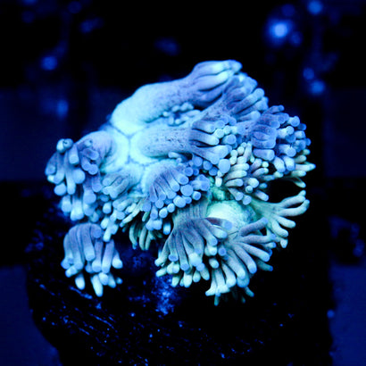 JC Abominable Fur Goni