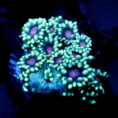 JC PhantasmicbFlowers Goni