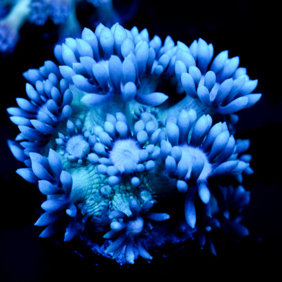 JC Beachy Breeze Goni