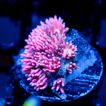 JC Gum Gum Goni