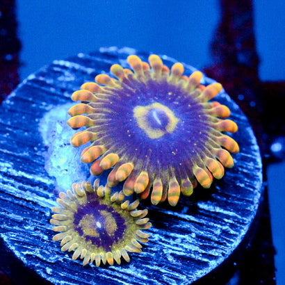 JC Rainbow Yoda Zoanthids