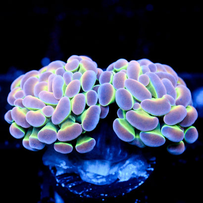 JC Ultra Hologram Hammer 2 Heads