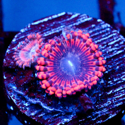 JC Utter Typhloshion Zoanthid