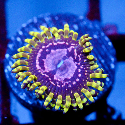 JC Purple Monster Zoanthid
