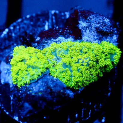 JC Neon Green Ricordea