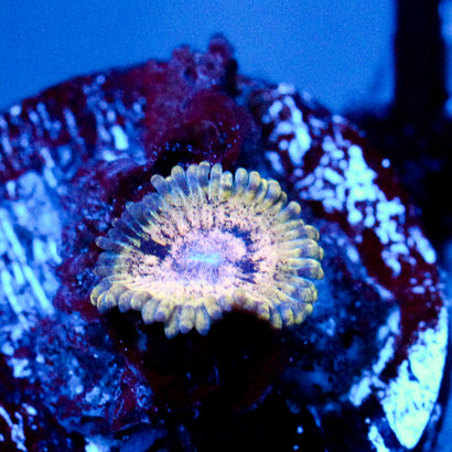 JC Oceanside Zoanthid