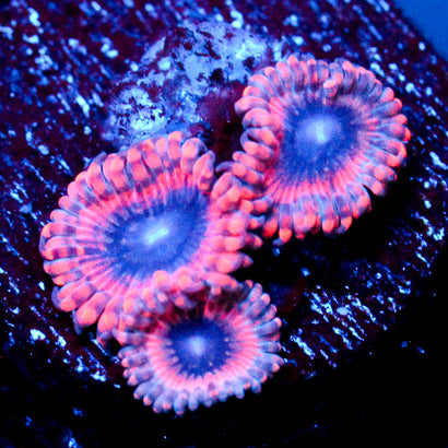 JC Typhloshion Zoanthid