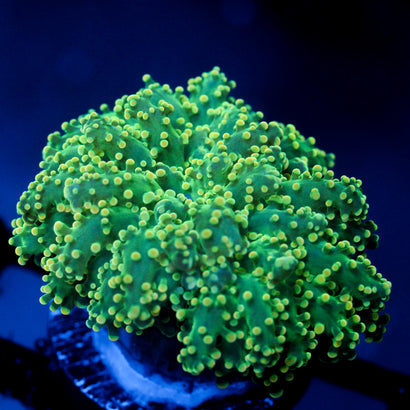 JC Royal Green Yellow Tip Octo