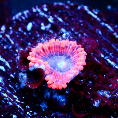 JC Typhloshion Zoanthid