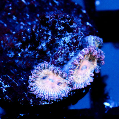 JC Strawberry Lemonade Zoanthid