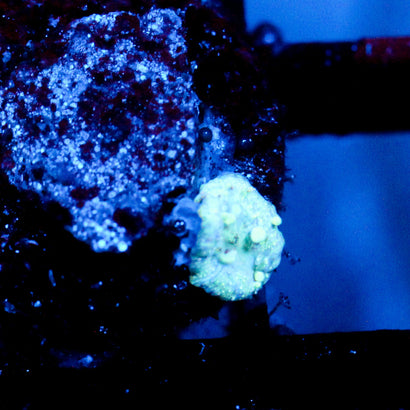 JC Baby Neptune Bounce Mushroom