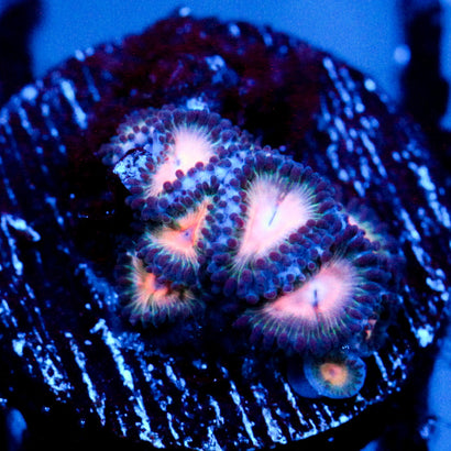 JC Peach Bellini Zoanthid