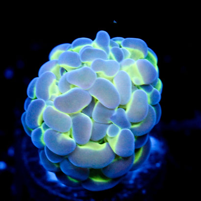 JC Hologram Hammer V1