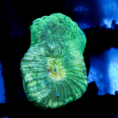 JC Neon Green Favia