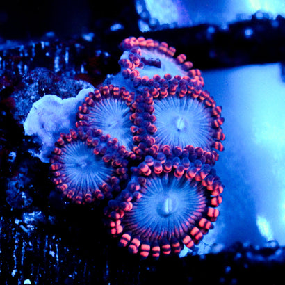 JC Molten Sulfer Zoanthid