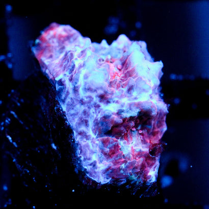 JC Unholy Trinity Chalice