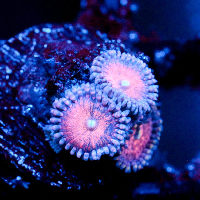 JC Amber Bliss Zoanthid