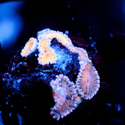 JC Stratocaster Zoanthid