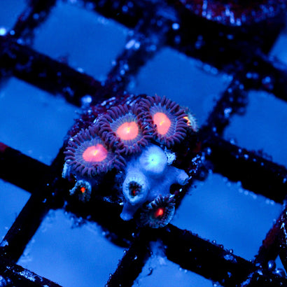 JC Blue Venom Zoanthid