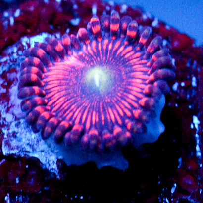 JC Valentine's Blurr Zoanthid