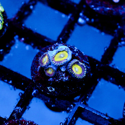 JC Hypnotoad Zoanthid