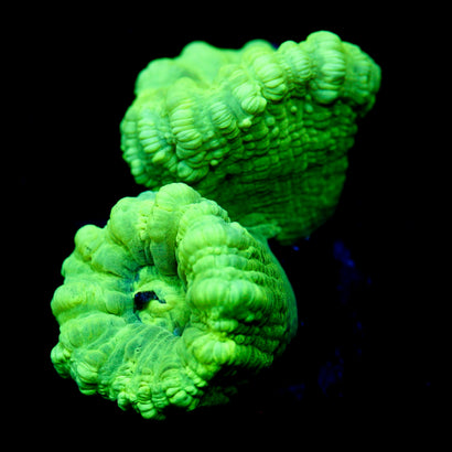 JC Neon Trumpet Coral