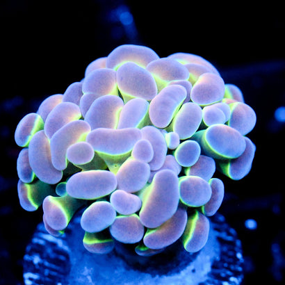 JC Bubbly Neon Hammer