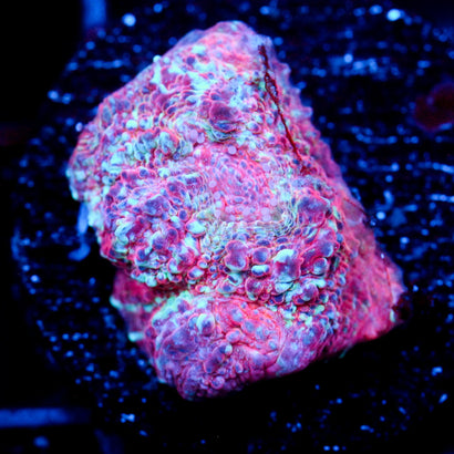 JC Unholy Trinity Chalice