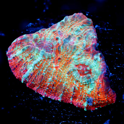 JC Citrus Rush Chalice