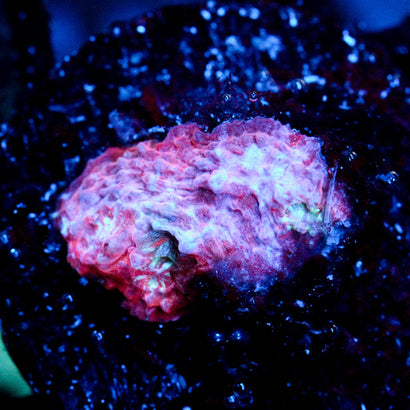 JC Purple Breath Chalice
