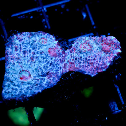 JC Unholy Trinity Chalice