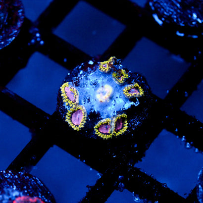 JC Purple Monster Zoanthid Cluster