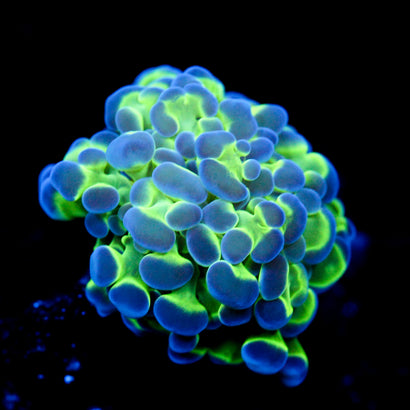 JC Bubble Buddy Hammer