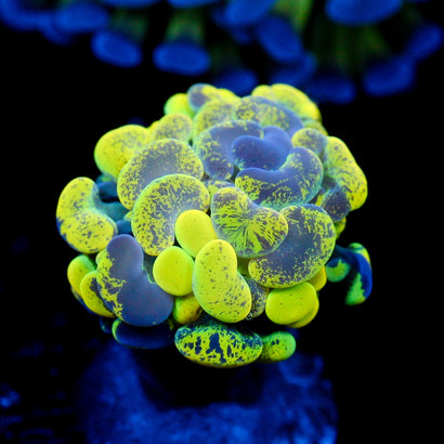 JC Yellow Splatter Hammer